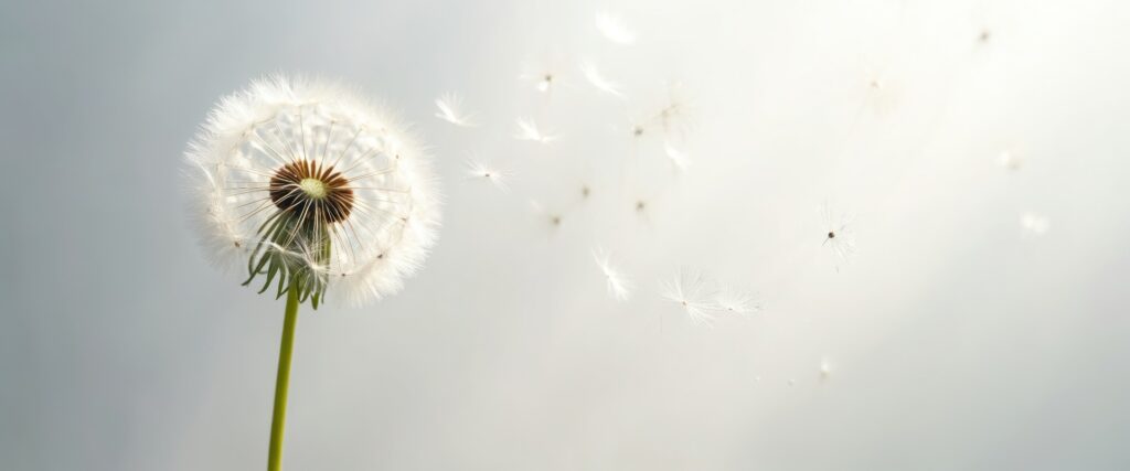 Löwenzahn mit fliegenden Samen auf weißem Hintergrund. Blume Hoffnung, Trost. Steht für Kondolenzkarte, Trauer, Verlust, Beerdigung, Unterstützung, Erinnerung, Trost. Ein einzelner Löwenzahn erweckt Mitgefühl, Heilung,